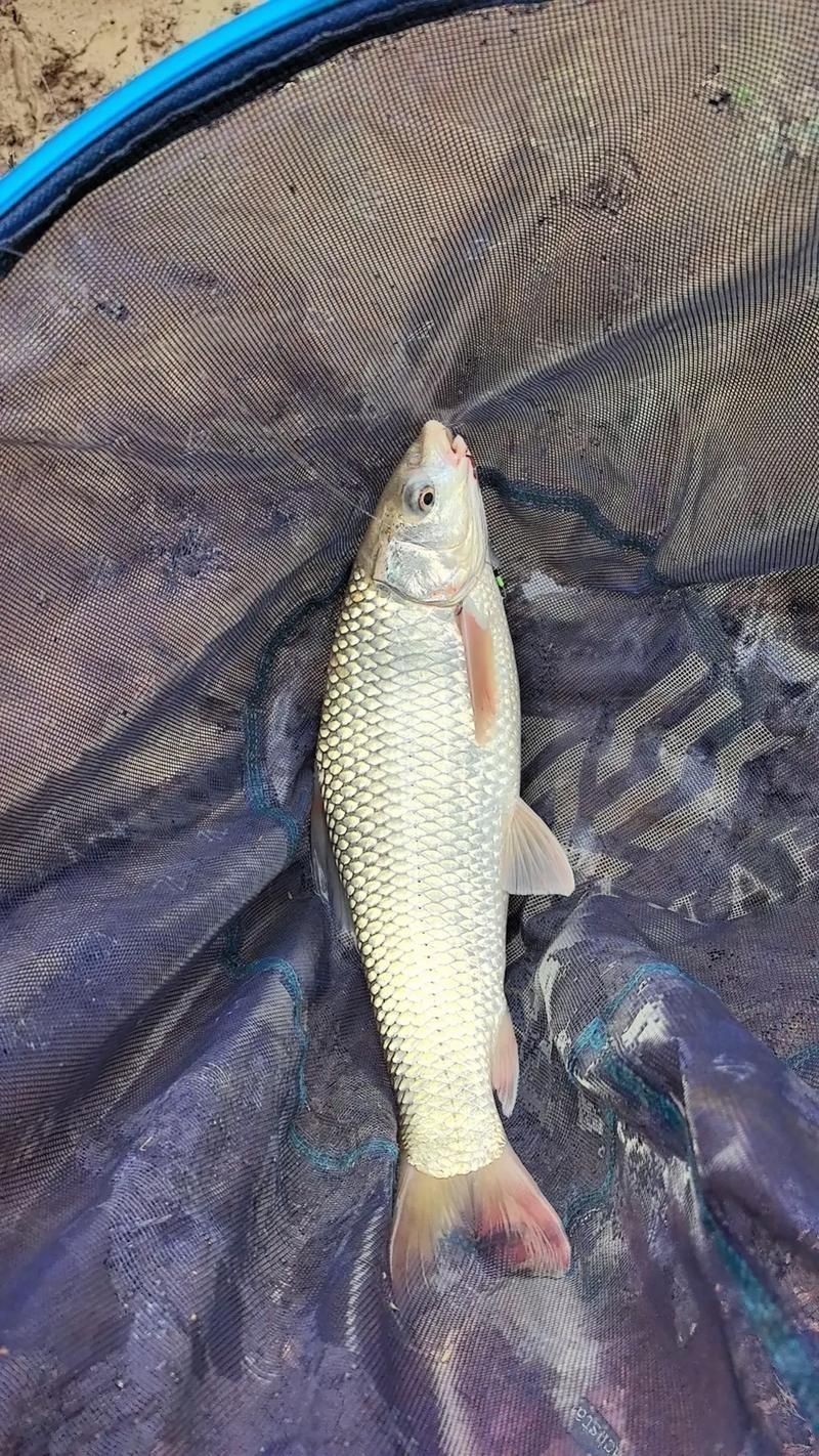 鯪魚圖片大全