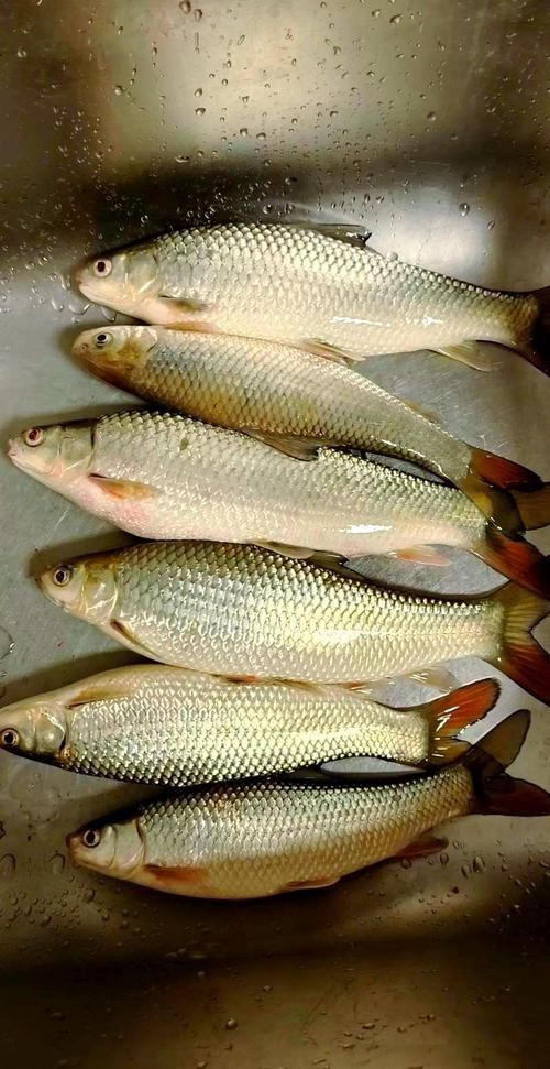 鯪魚圖片大全