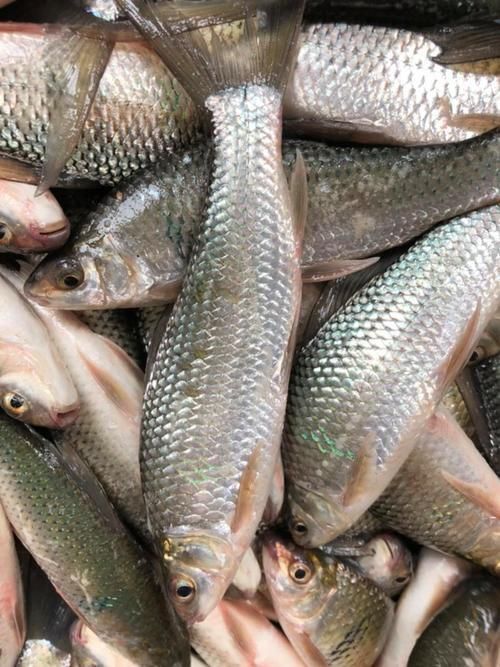 鯪魚圖片大全