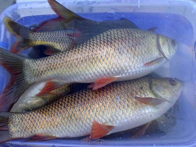 鯪魚圖片大全