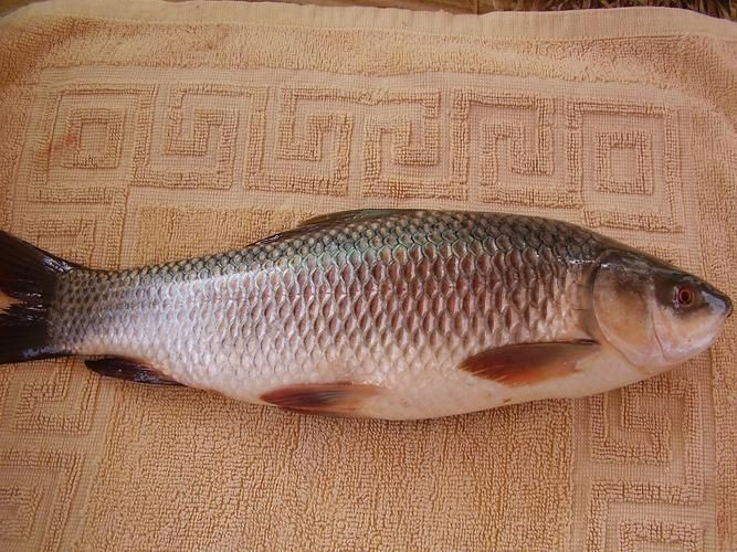 鯪魚圖片大全