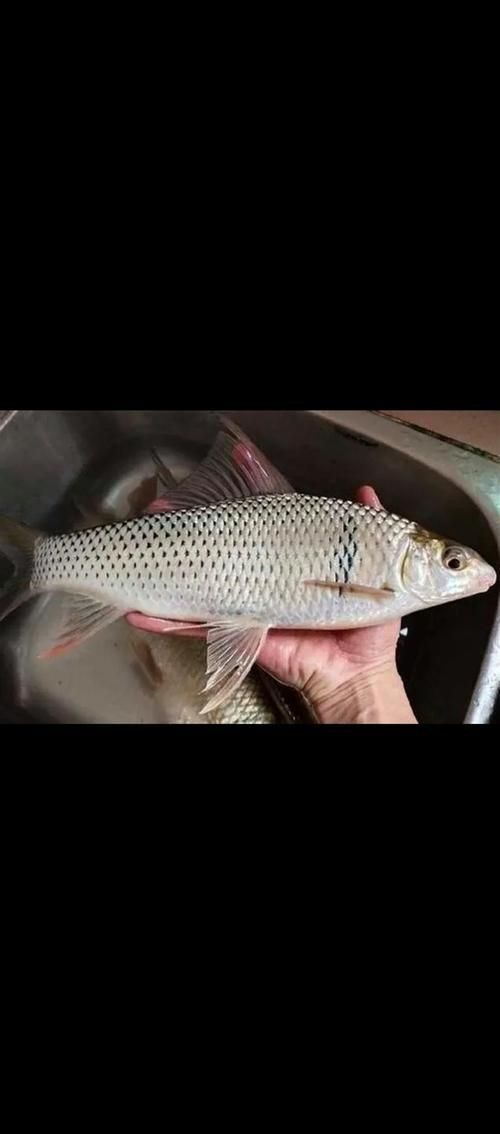 鯪魚圖片大全