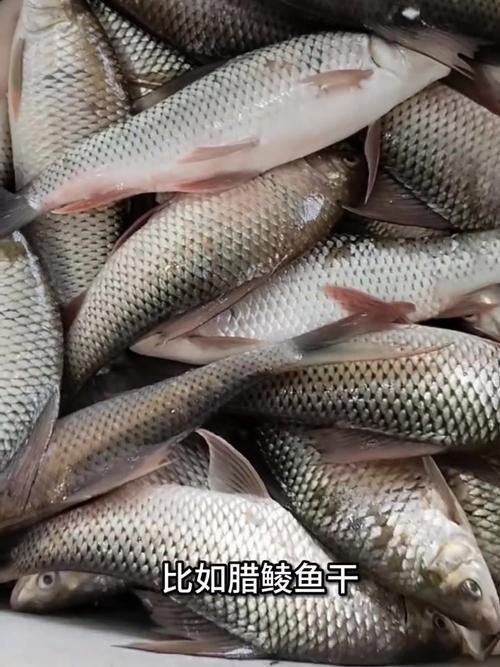 鯪魚圖片大全