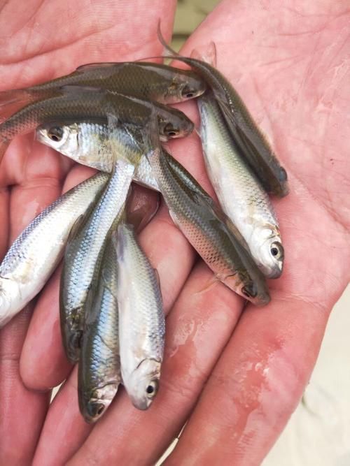 鯪魚圖片大全