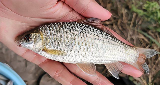 鯪魚圖片大全