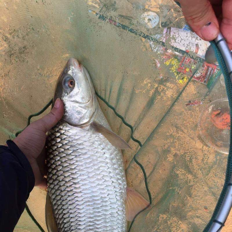 鯪魚圖片大全