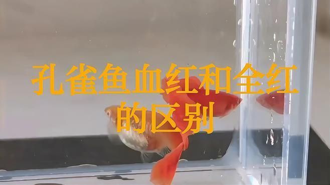 孔雀魚全紅和血紅哪個好看
