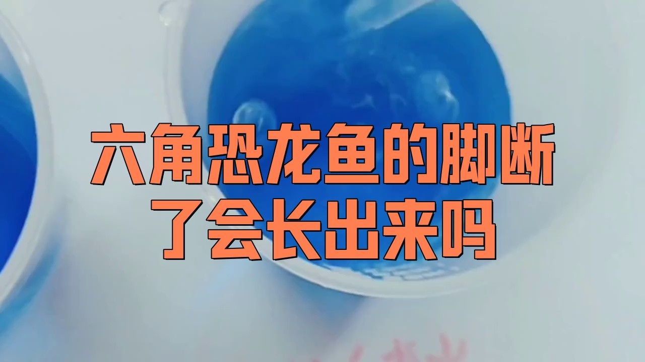 六角龍魚斷腿怎么辦