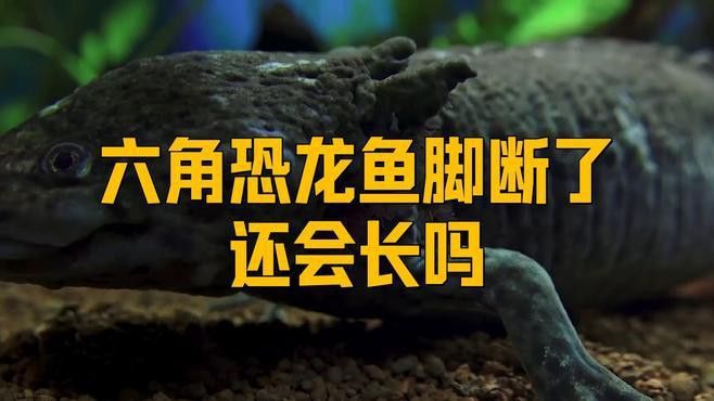 六角龍魚斷腿怎么辦