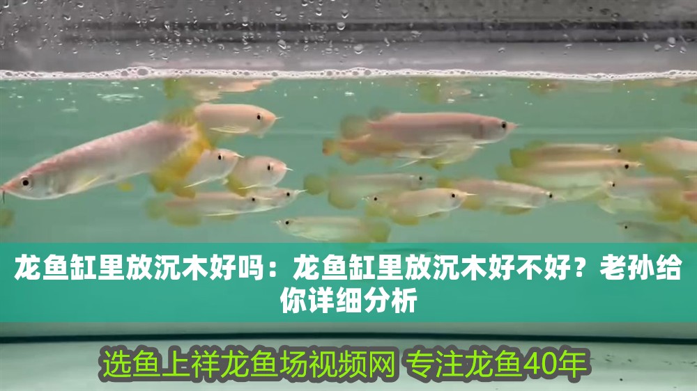 龍魚(yú)缸里放沉木好嗎：龍魚(yú)缸里放沉木好不好？老孫給你詳細(xì)分析