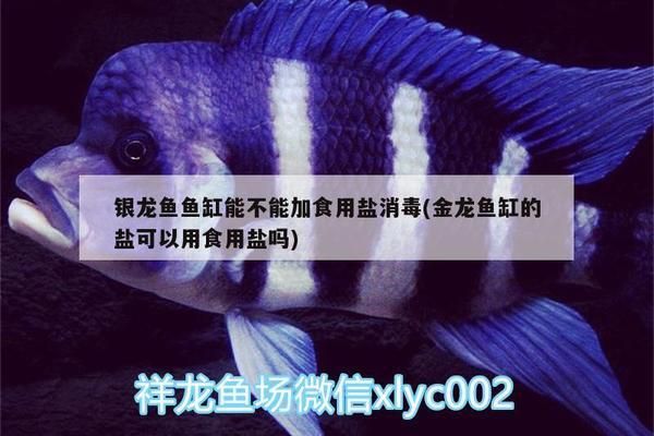 紅龍魚一般喂什么食物比較好呢（紅龍魚一般喂什么食物比較好呢視頻）