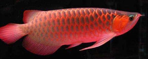 紅龍魚鱗片翹起來得用什么藥（紅龍魚鱗片翹起了怎么辦） 紅龍魚鱗片翹起來得用什么藥（紅龍魚鱗片翹起了怎么辦） 龍魚百科 第5張