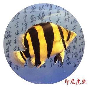 金龍魚一只多少錢一條（金龍魚市場價格波動原因）