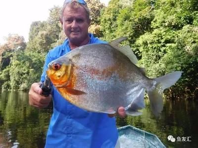 白子銀板魚和龍魚混養：白子銀板魚可以和什么魚混養