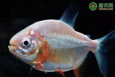 白子銀板魚和龍魚混養：白子銀板魚可以和什么魚混養