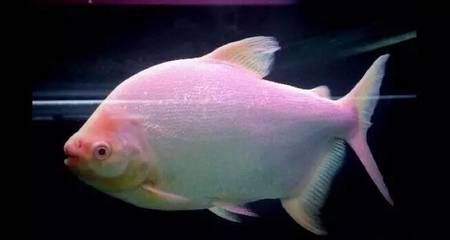 白子銀板魚和龍魚混養：白子銀板魚可以和什么魚混養