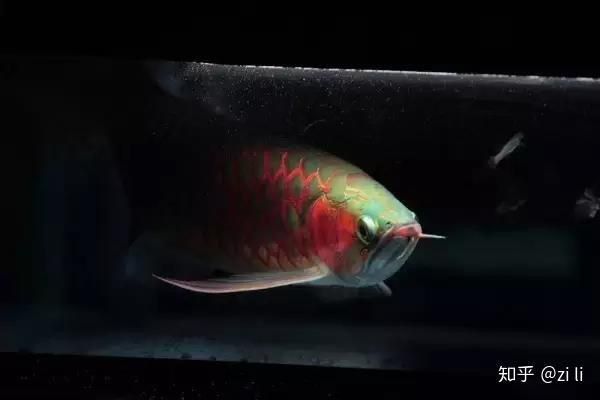 如何判斷紅龍魚的發色進度？