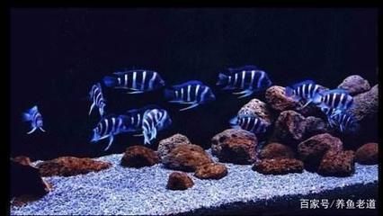30種常見觀賞魚：30種常見的熱帶觀賞魚是一種常見的觀賞魚，錦鯉魚是一種常見魚 30種常見觀賞魚：30種常見的熱帶觀賞魚是一種常見的觀賞魚，錦鯉魚是一種常見魚 龍魚百科 第1張