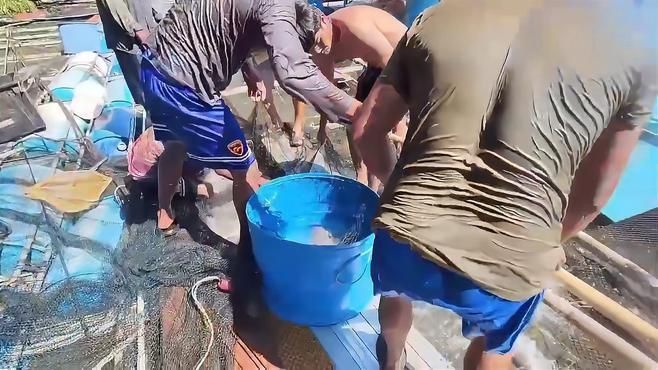 馬來西亞最貴的魚忘不了魚