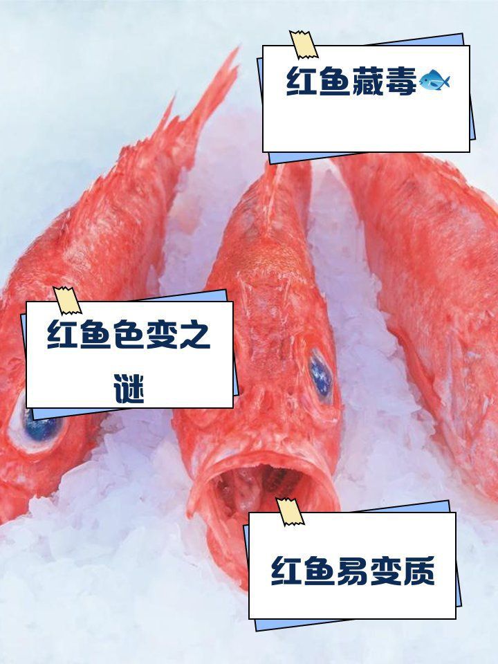 紅龍魚為何不建議吃