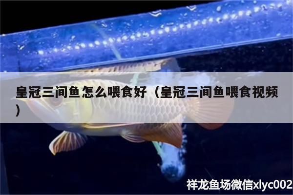成年金三間魚植物性飼料推薦，成年金三間魚植物性飼料推薦，金魚飼料新鮮度鑒別方法