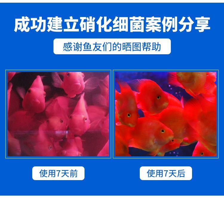 龍魚吃消化細(xì)菌的影響（龍魚吃掉了部分硝化細(xì)菌，不必?fù)?dān)心龍魚吃消化細(xì)菌會(huì)影響健康）