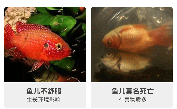 龍魚吃消化細菌的影響（龍魚吃掉了部分硝化細菌，不必擔心龍魚吃消化細菌會影響健康）