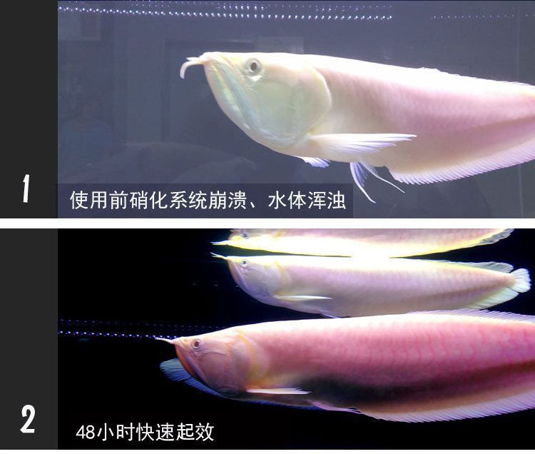 龍魚吃消化細(xì)菌的影響（龍魚吃掉了部分硝化細(xì)菌，不必?fù)?dān)心龍魚吃消化細(xì)菌會(huì)影響健康）