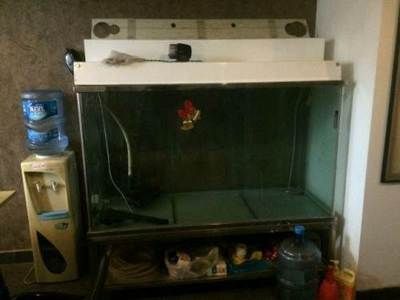 九龍魚缸要養什么龍魚最好看的：九龍魚缸中養哪些龍魚品種不僅美觀而且適合作為混養魚類