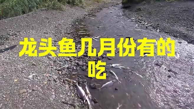 金頭金龍魚的最佳食用季節(jié)