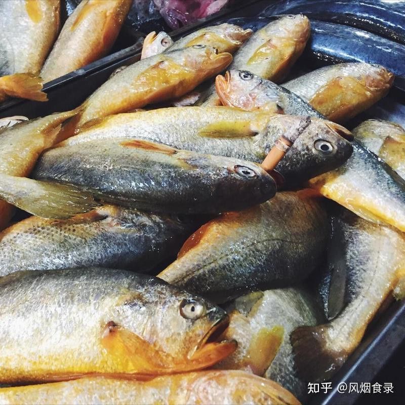金頭金龍魚的最佳食用季節(jié)