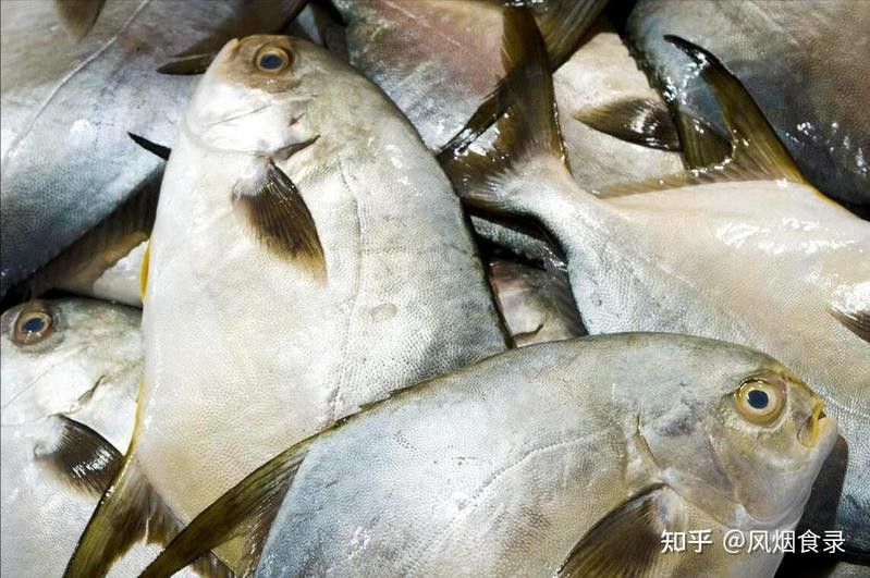 金頭金龍魚的最佳食用季節(jié)