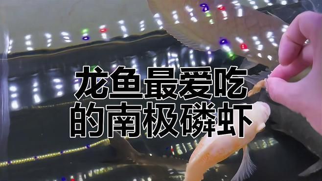 龜增色龍魚食物選擇