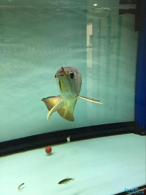 龍魚可以和豬鼻龜混養嗎圖片大全