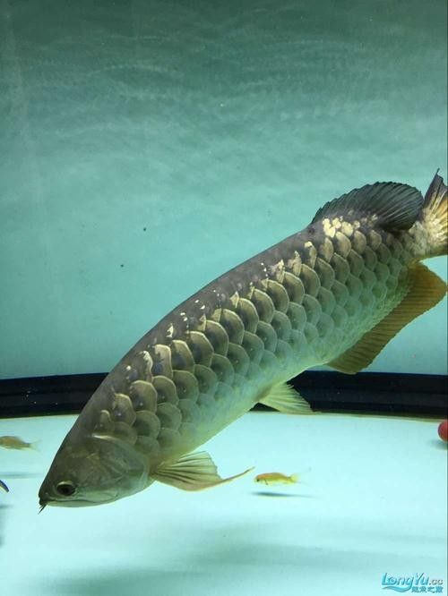 龍魚可以和豬鼻龜混養嗎圖片大全
