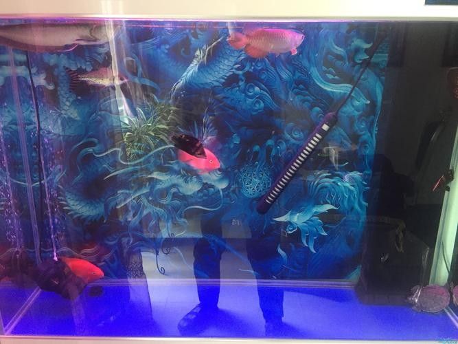 龍魚可以和豬鼻龜混養嗎圖片大全