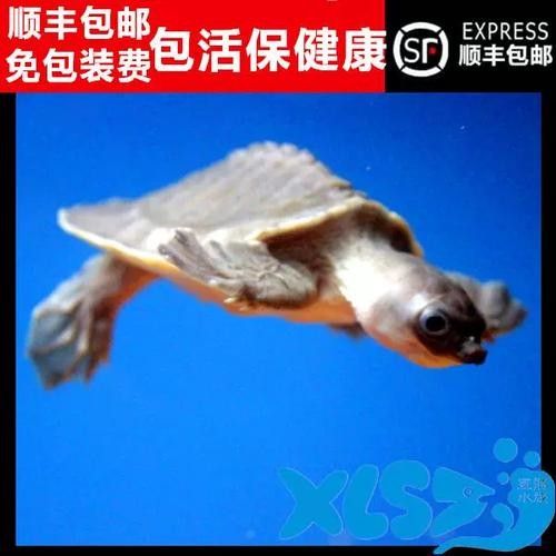 龍魚可以和豬鼻龜混養嗎圖片大全
