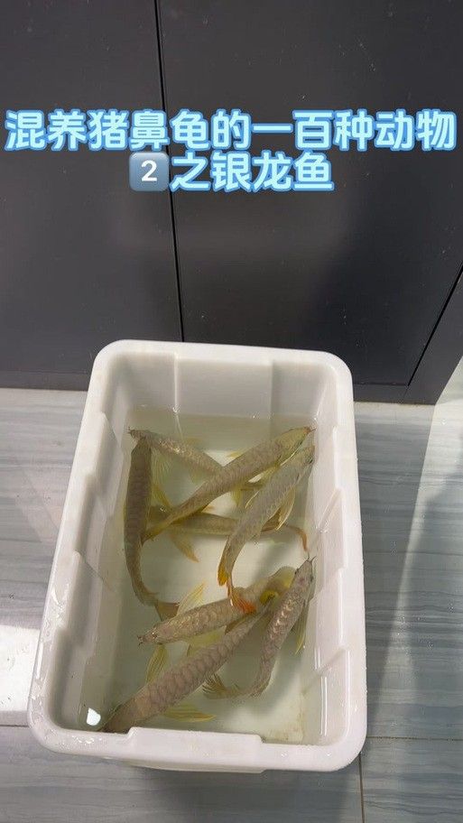 龍魚可以和豬鼻龜混養嗎圖片大全