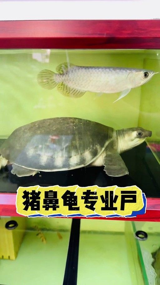 龍魚可以和豬鼻龜混養嗎圖片大全