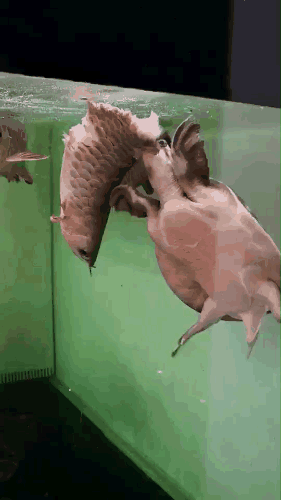 龍魚可以和豬鼻龜混養嗎圖片大全