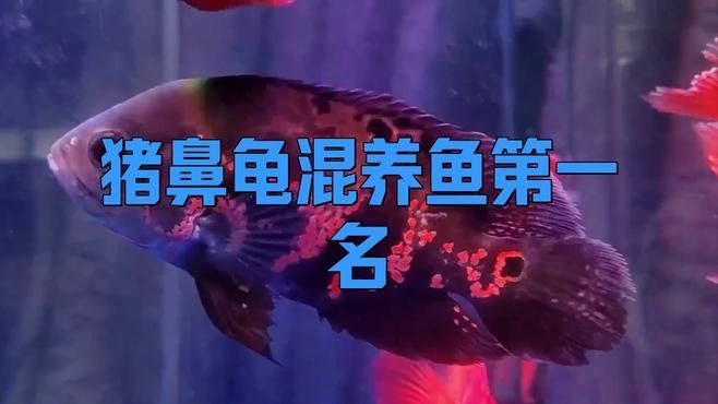 龍魚可以和豬鼻龜混養嗎圖片大全