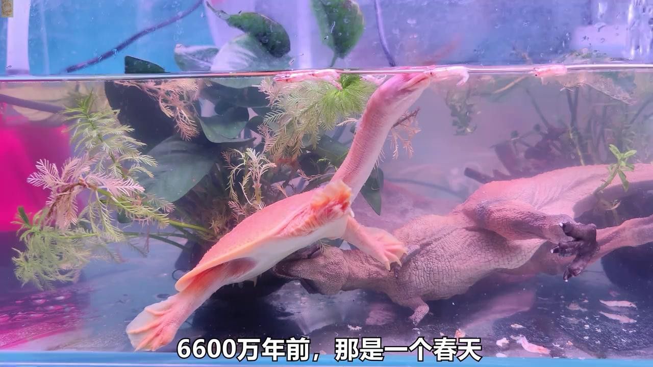 恐龍滅絕后鱷魚有何變化？ 恐龍滅絕后鱷魚有何變化？ 龍魚百科