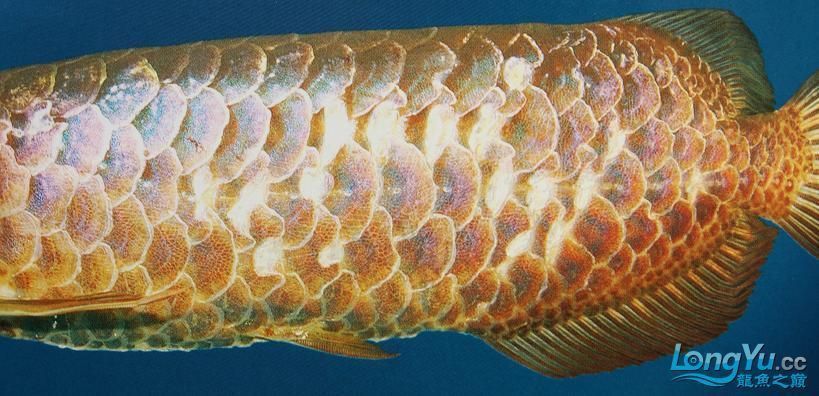 龍魚疾病預防方法有哪些圖片和名稱：龍魚常見疾病預防方法