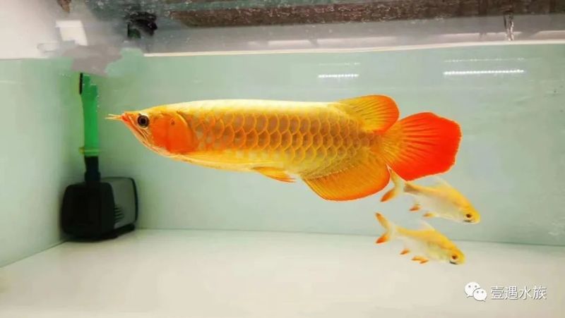 如何判斷紅龍魚是否適應了新水質？