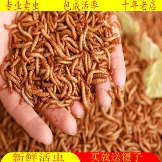 金龍魚吃啥飼料好養活：金龍魚喂什么飼料好