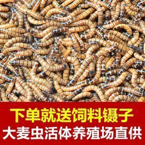 金龍魚吃啥飼料好養(yǎng)活：金龍魚喂什么飼料好