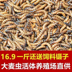 金龍魚吃啥飼料好養(yǎng)活：金龍魚喂什么飼料好