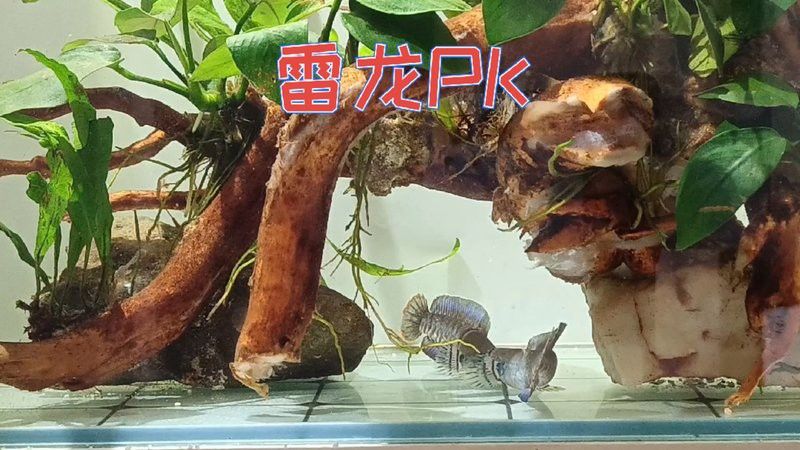 彩虹雷龍魚可以跟什么魚混養