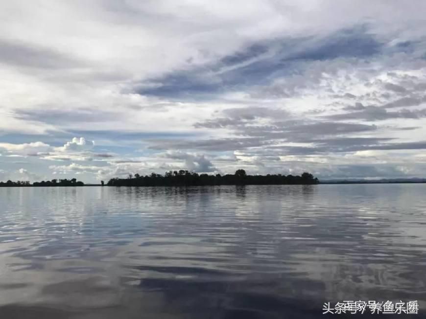大湖龍魚產(chǎn)地在哪里：大湖龍魚的產(chǎn)地在哪里