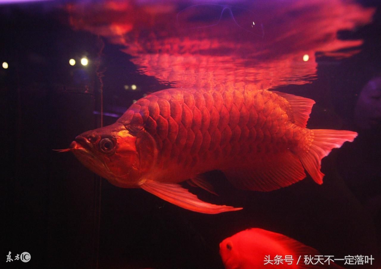 紅龍魚代表什么意思（珍貴紅龍魚驚現嘉陵江，價格上萬，寓意吉祥）